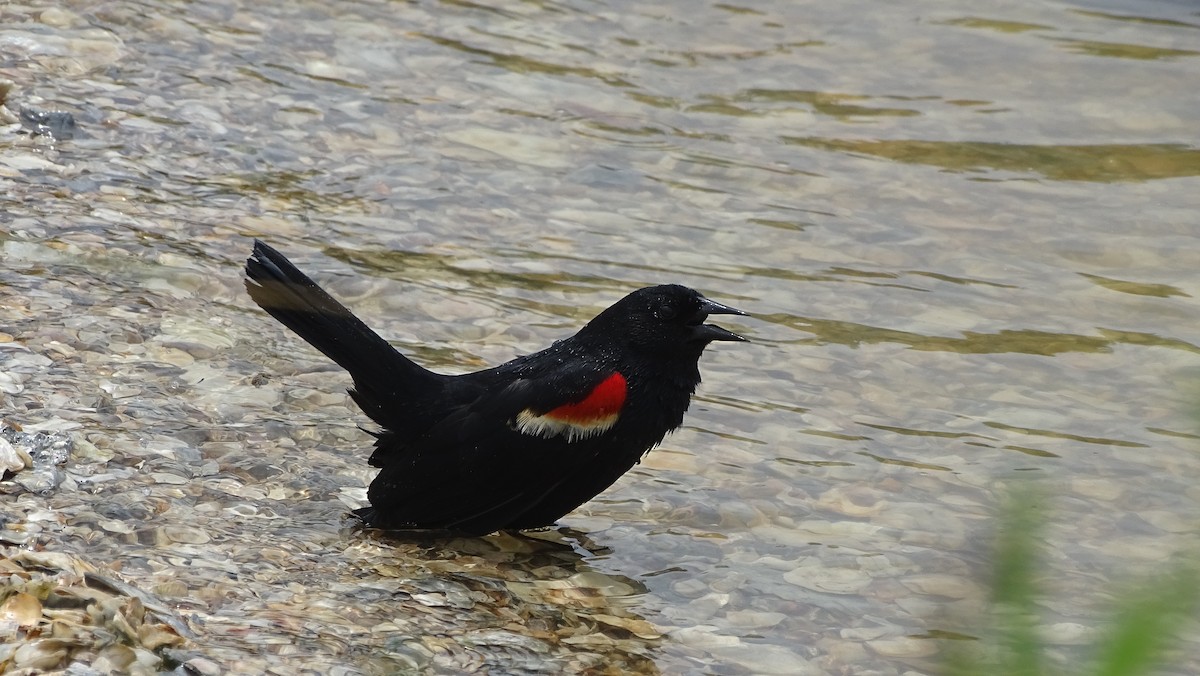 Red-winged Blackbird - ML618003325