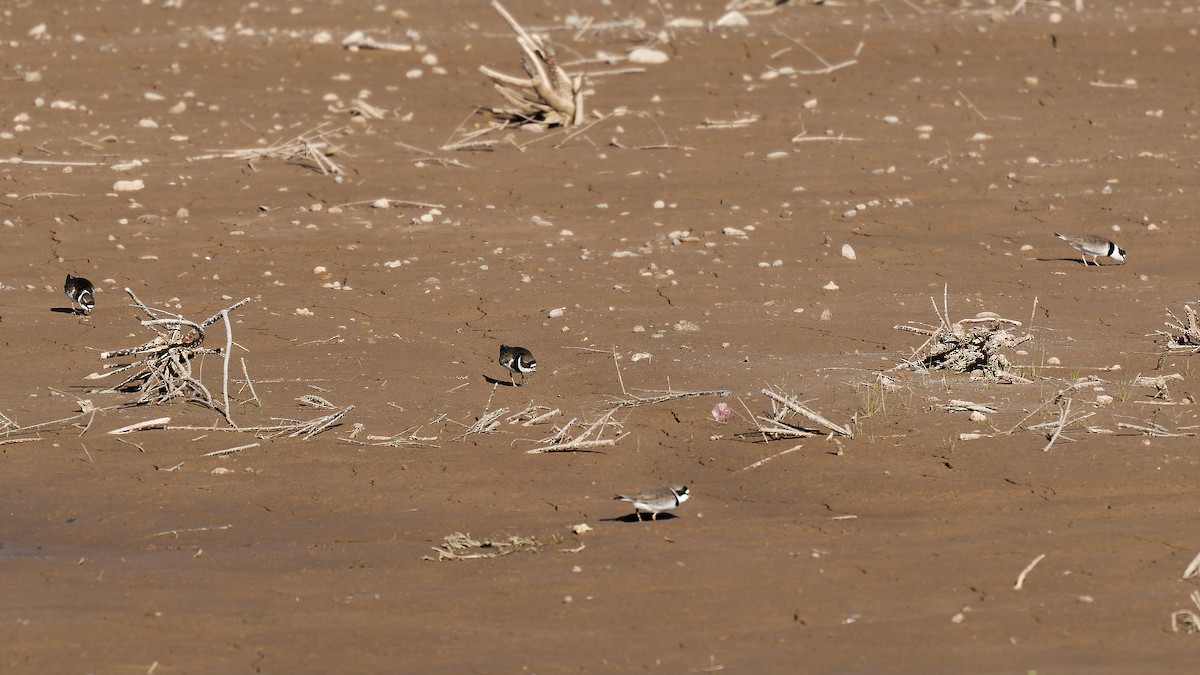 Semipalmated Plover - ML618003330