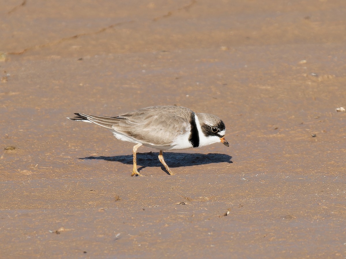 Semipalmated Plover - ML618003331