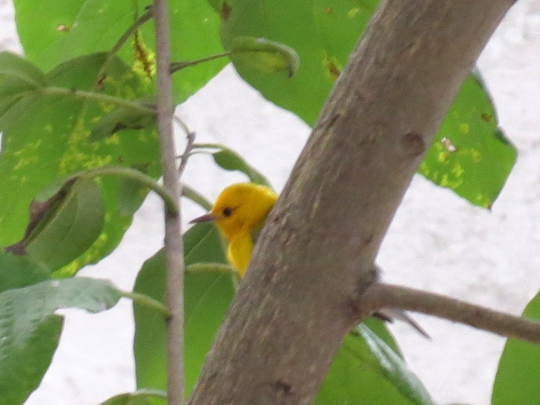 Prothonotary Warbler - ML618003334