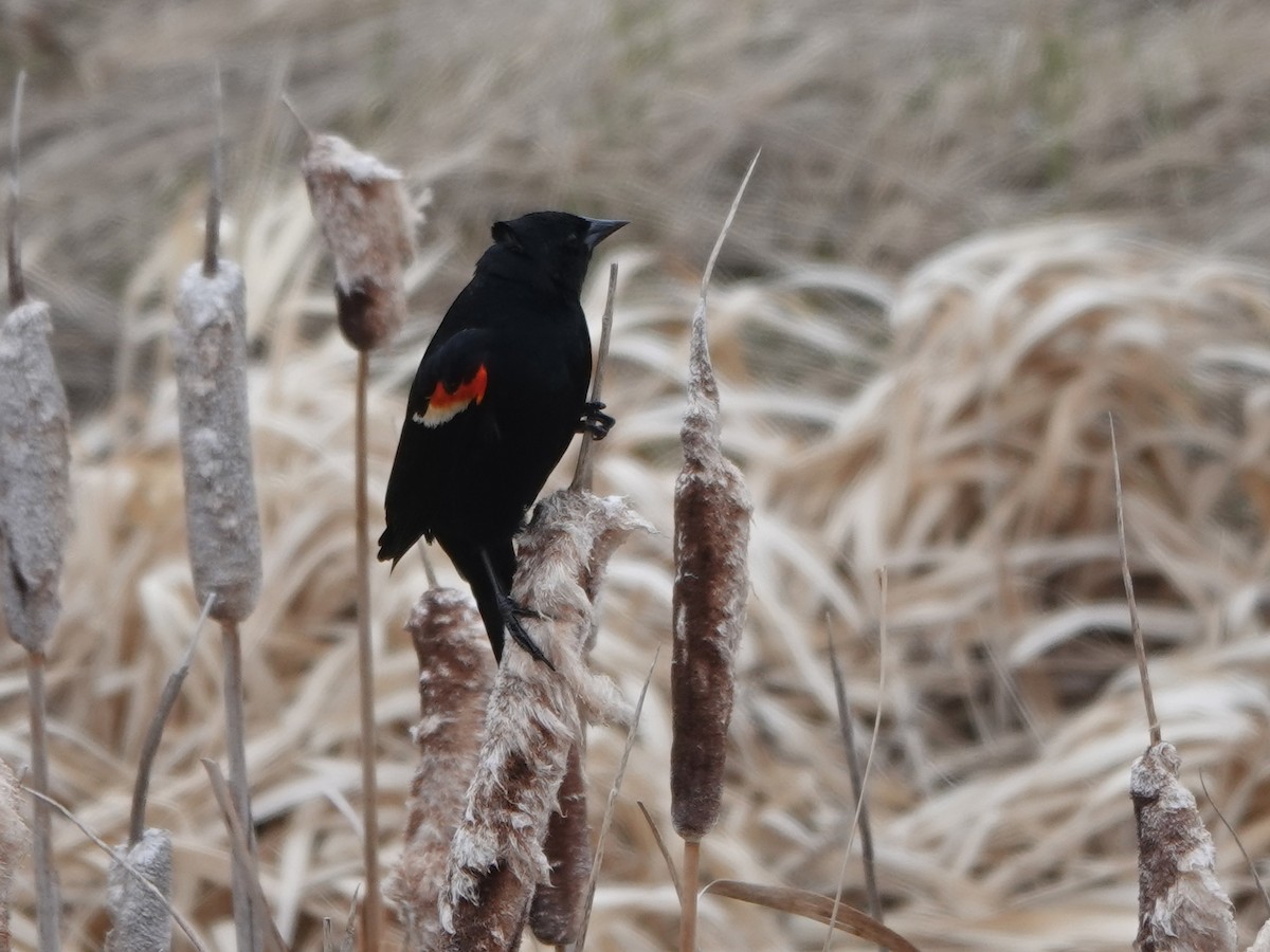 Red-winged Blackbird - Liz Soria