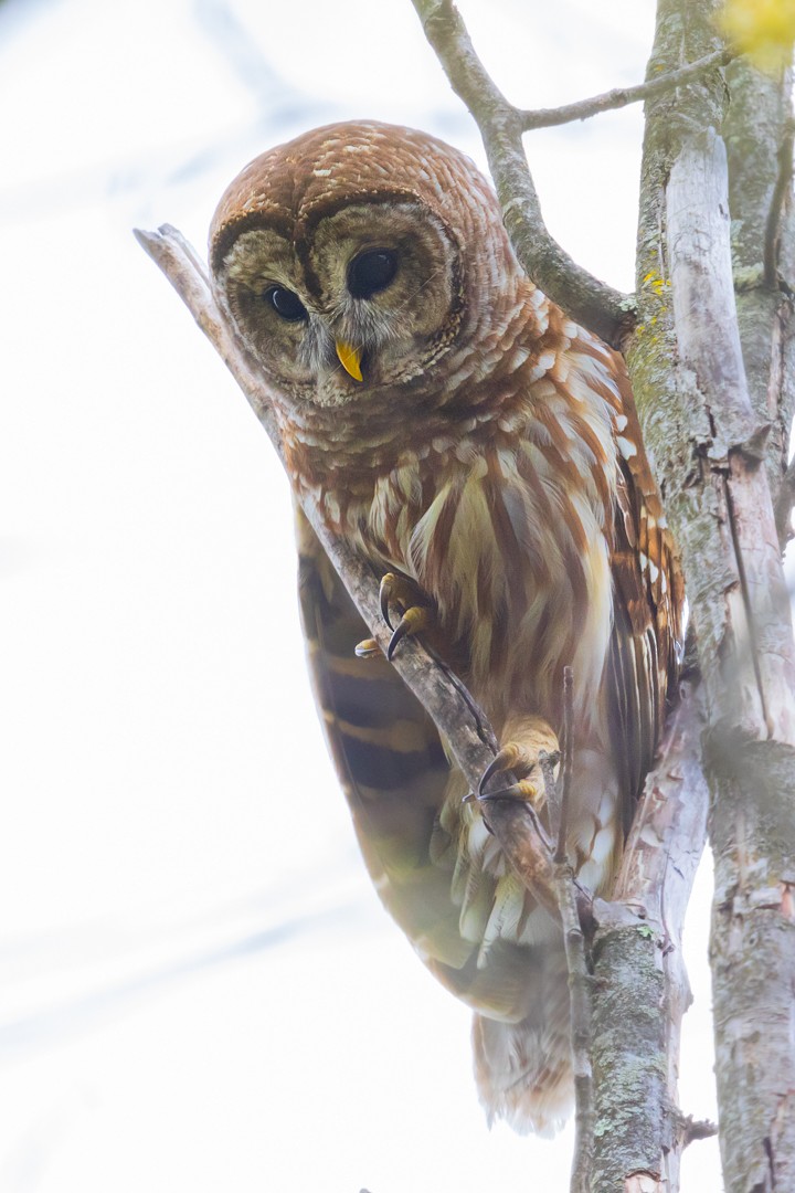 Barred Owl - Brent Richardson