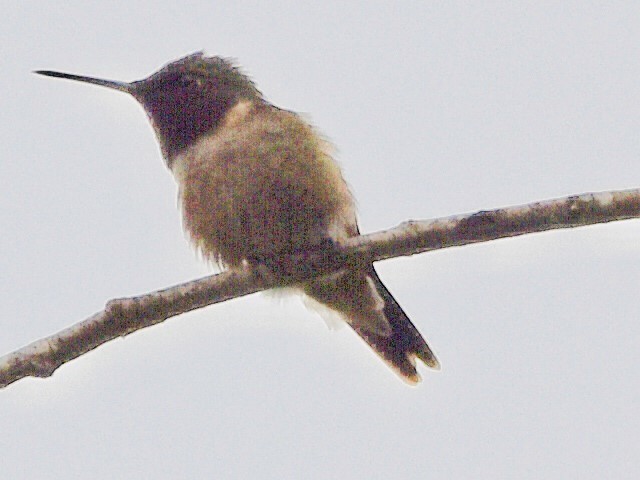 Ruby-throated Hummingbird - ML618003345
