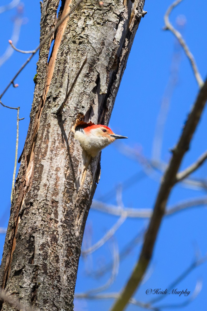 Red-bellied Woodpecker - ML618003394