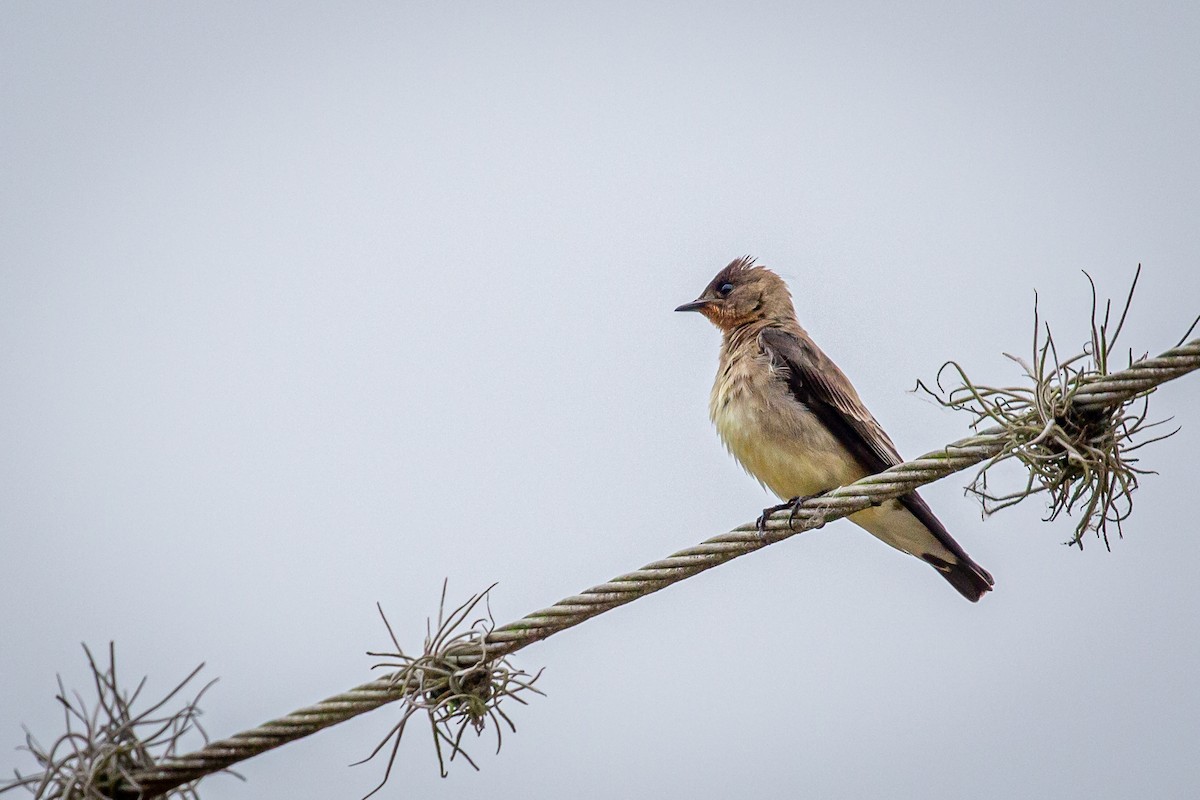 Southern Rough-winged Swallow - ML618003395