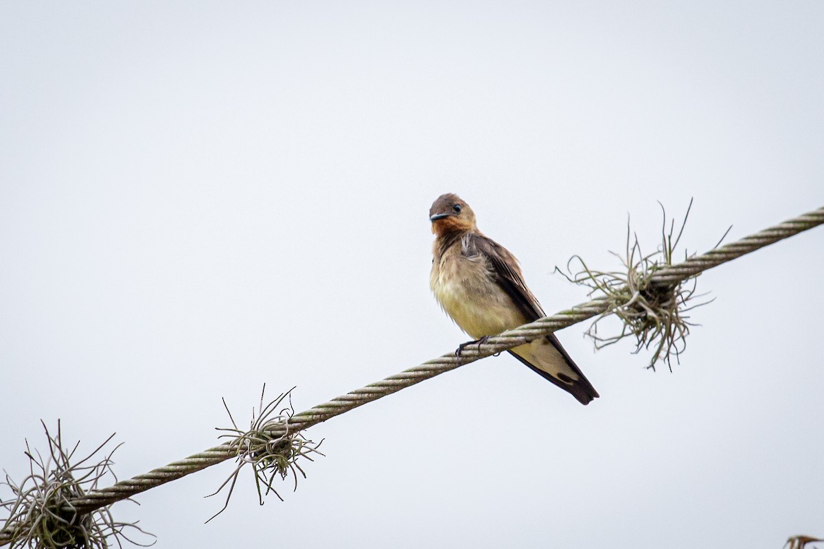 Southern Rough-winged Swallow - ML618003396