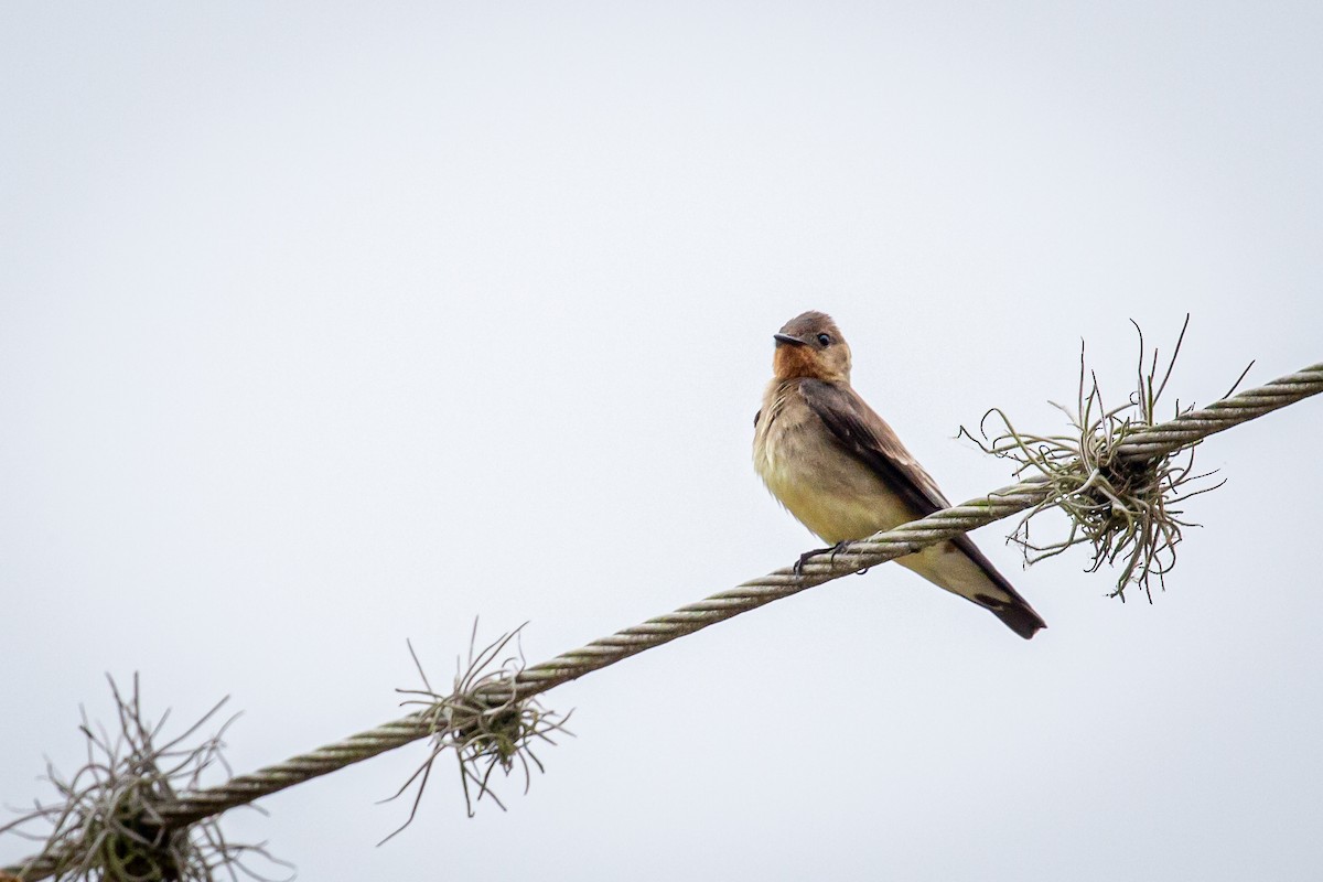 Southern Rough-winged Swallow - Francisco Russo