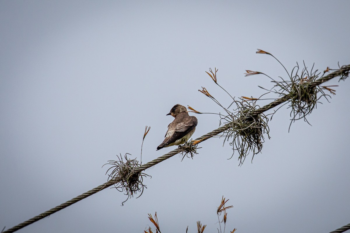 Southern Rough-winged Swallow - ML618003402
