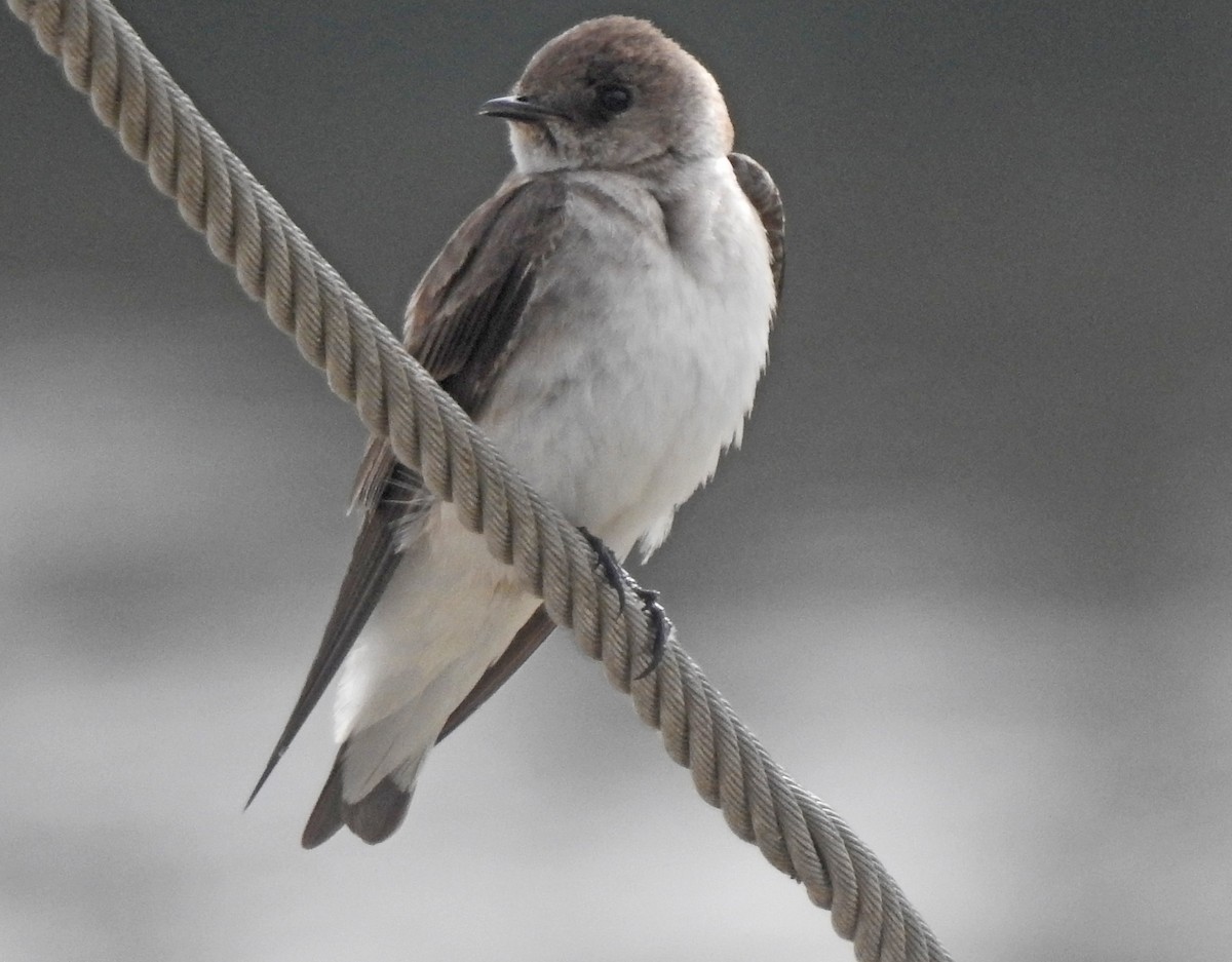Northern Rough-winged Swallow - ML618003432