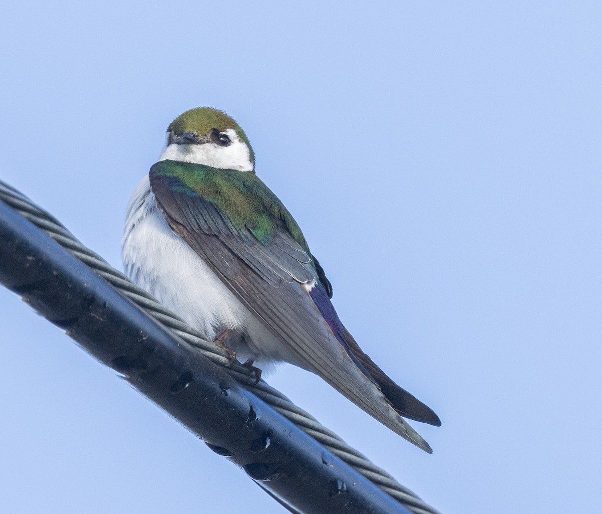 Violet-green Swallow - ML618003445