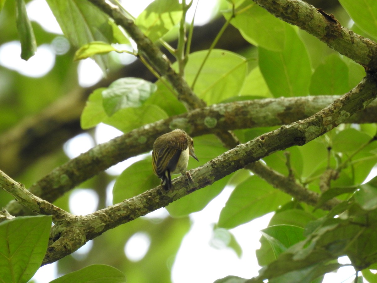 Plain-breasted Piculet - Diana Patricia Deaza Curico