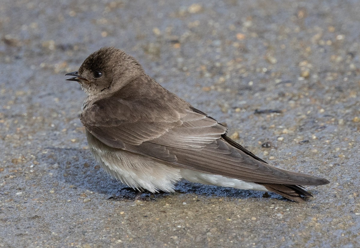 Northern Rough-winged Swallow - ML618003462