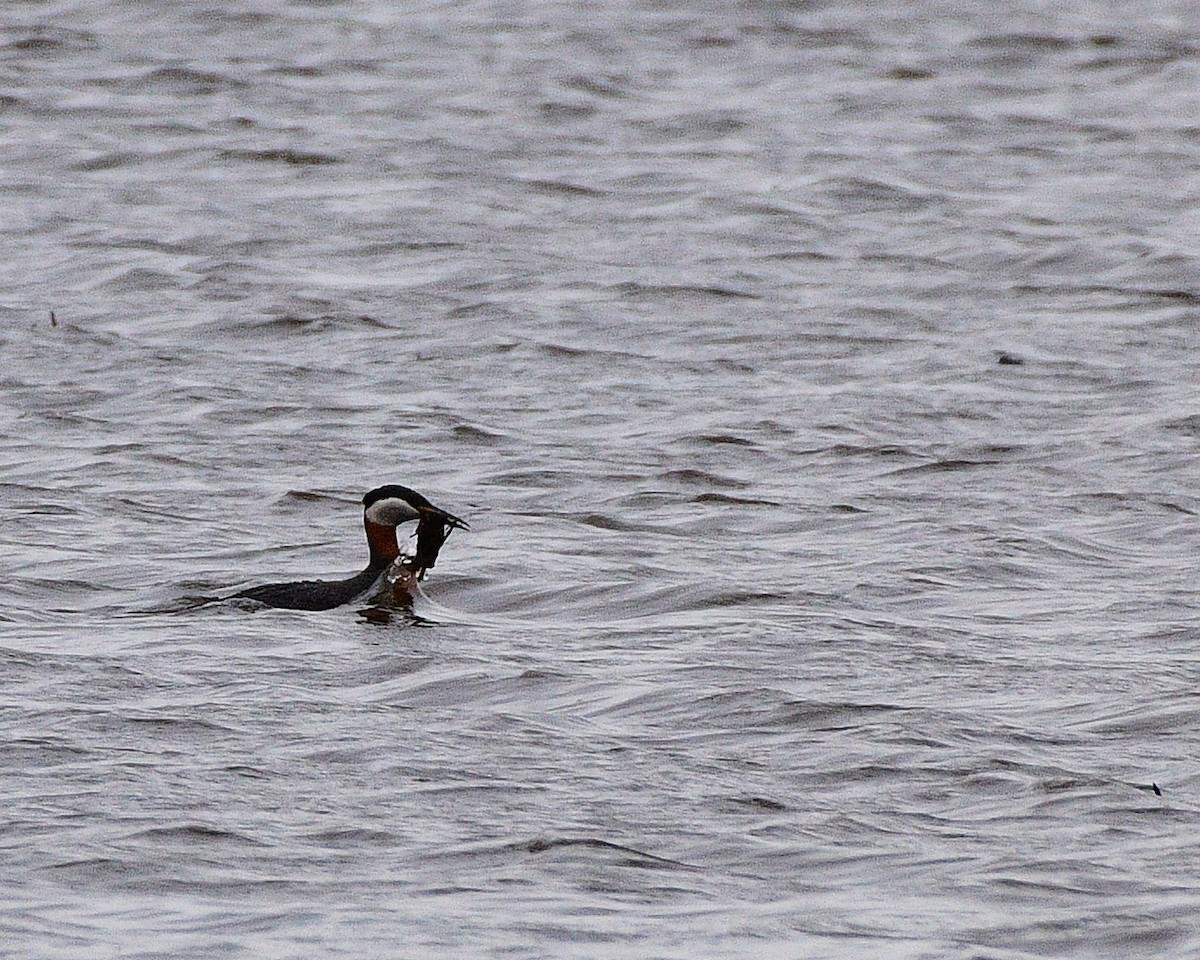 Red-necked Grebe - ML618003482