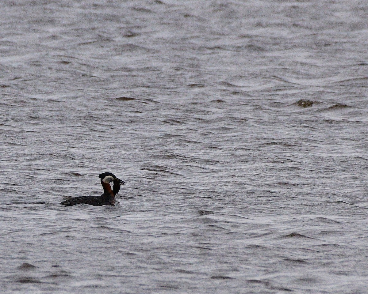 Red-necked Grebe - ML618003483