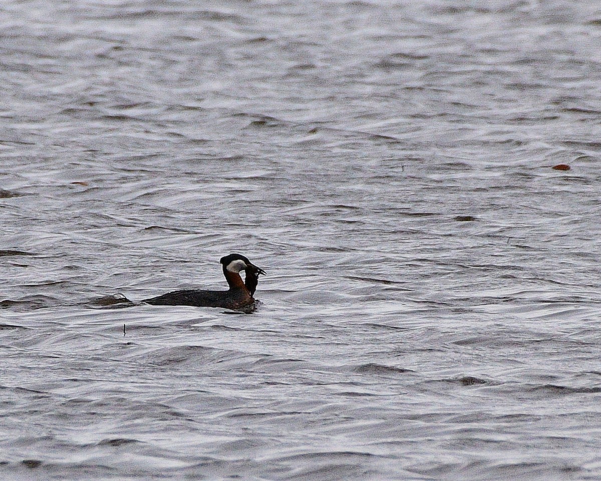 Red-necked Grebe - ML618003484