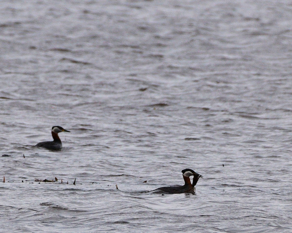 Red-necked Grebe - ML618003485