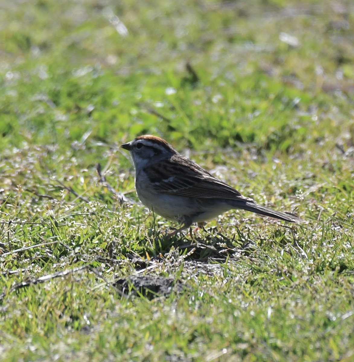 Chipping Sparrow - Terri Needham