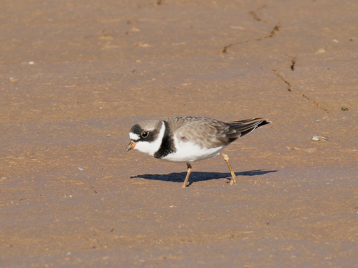 Semipalmated Plover - ML618003496