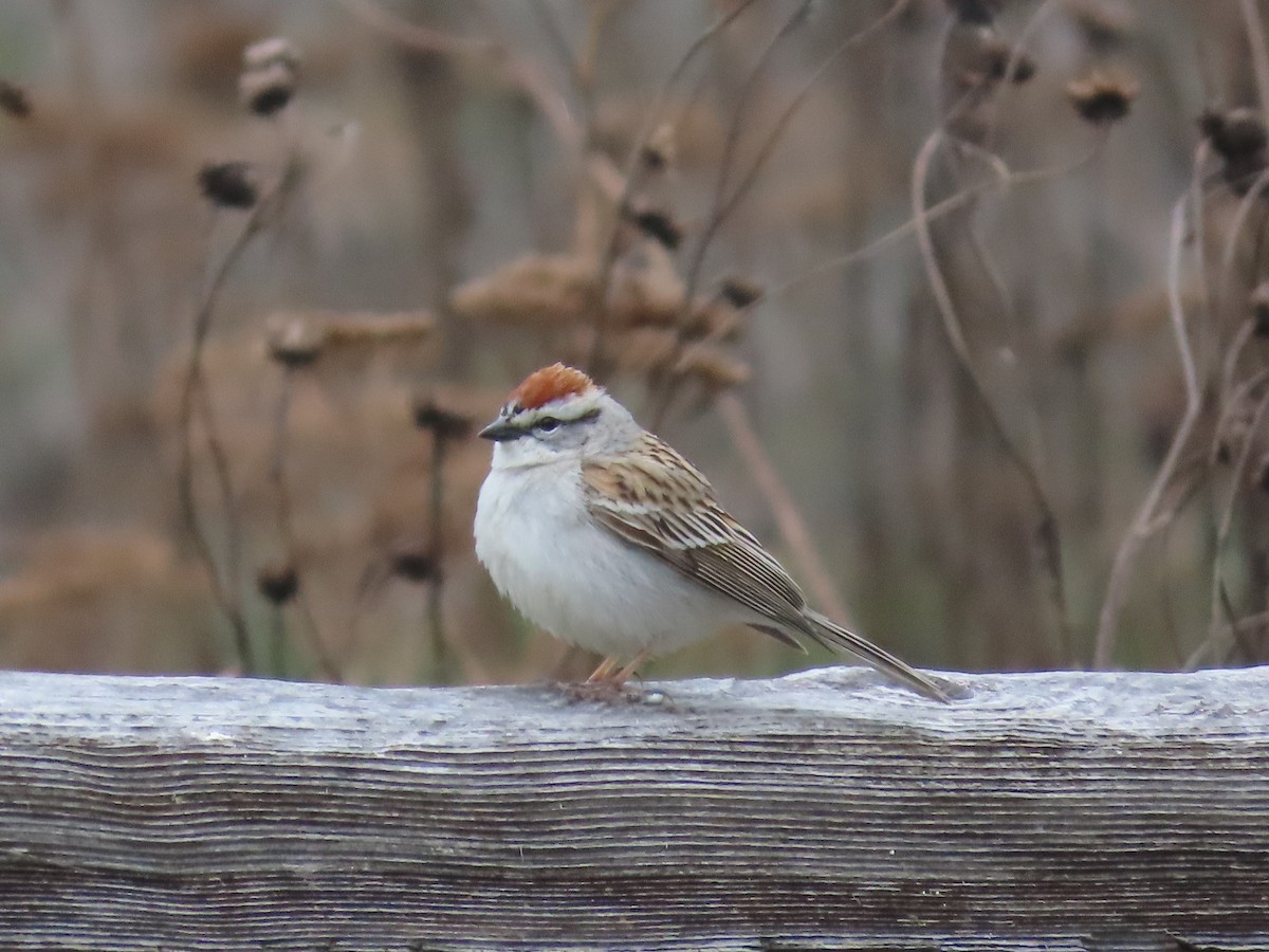 Chipping Sparrow - ML618003506