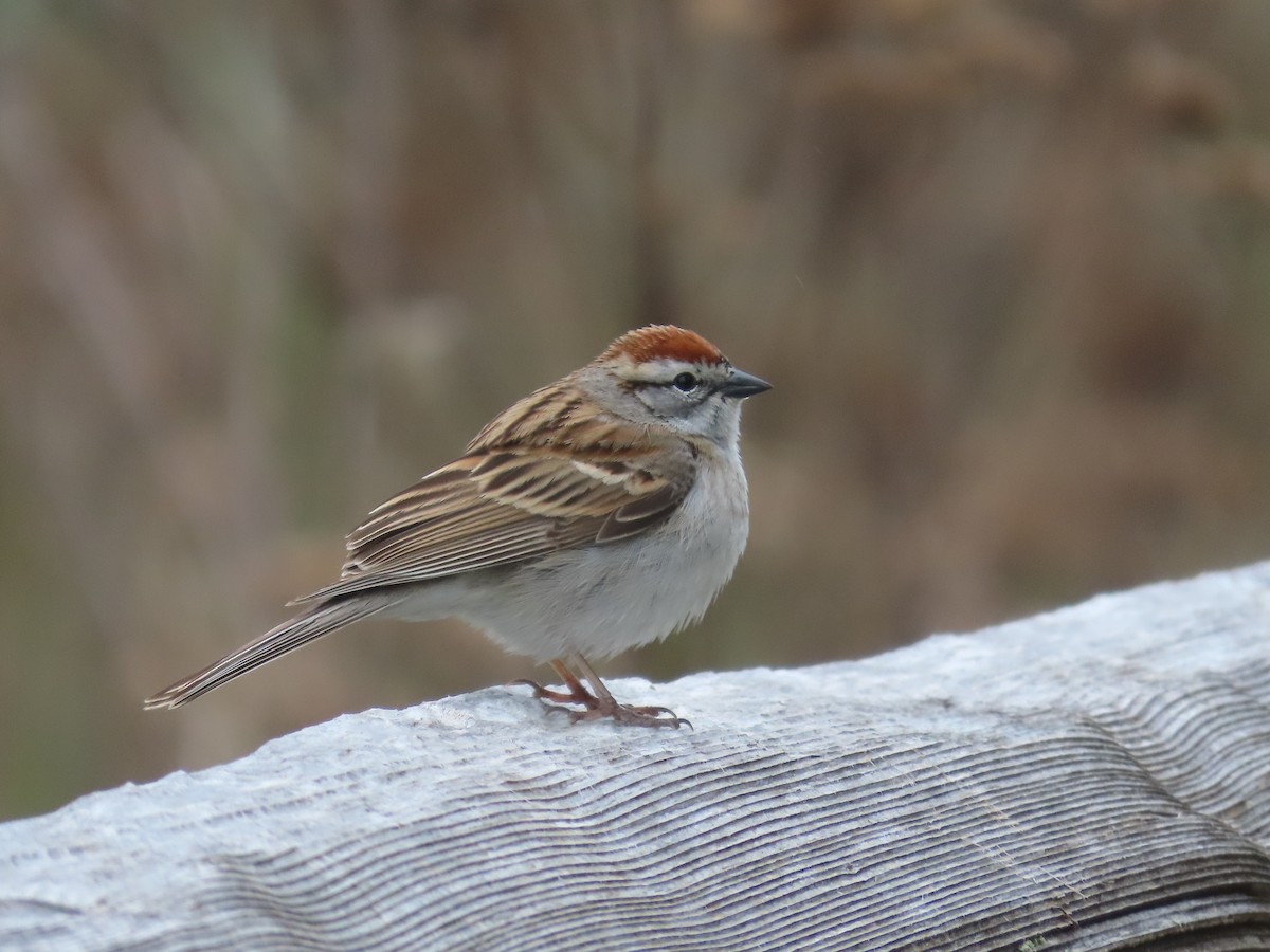 Chipping Sparrow - ML618003507