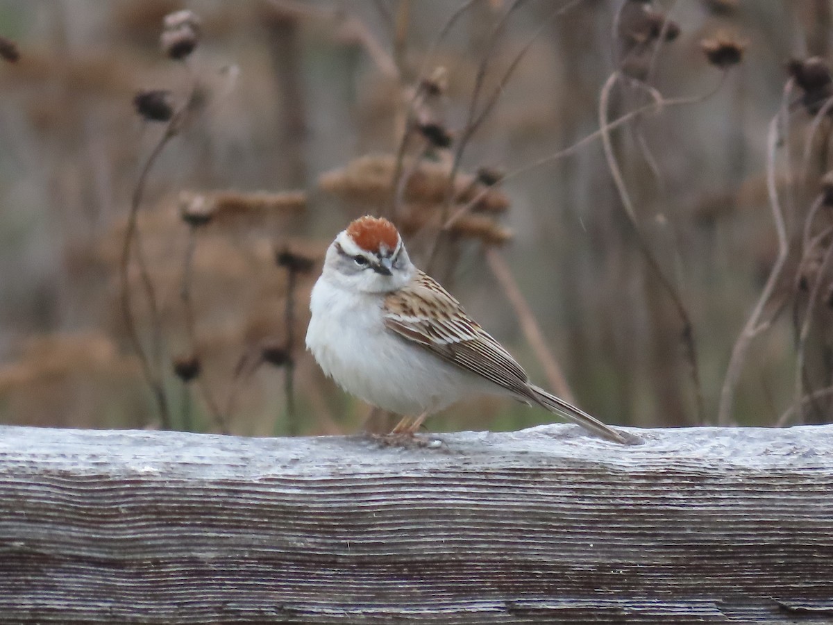 Chipping Sparrow - ML618003508