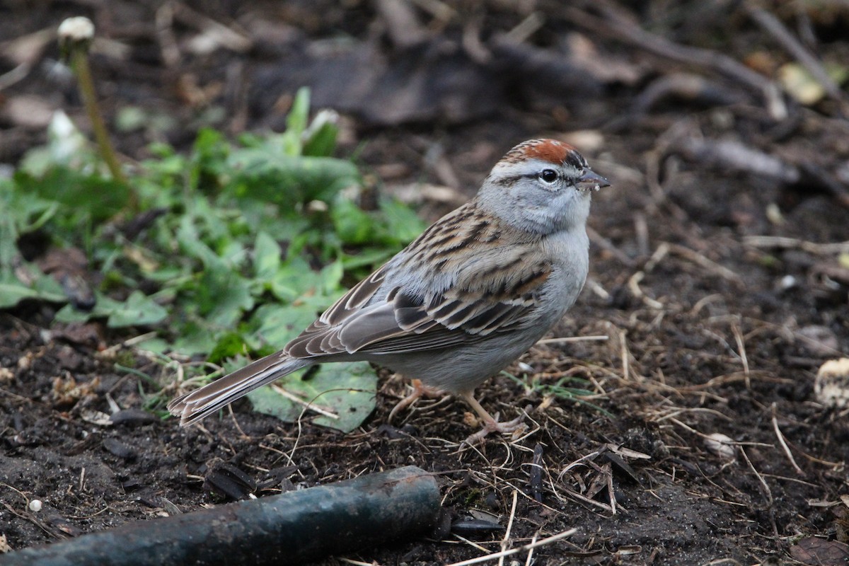 Chipping Sparrow - ML618003560