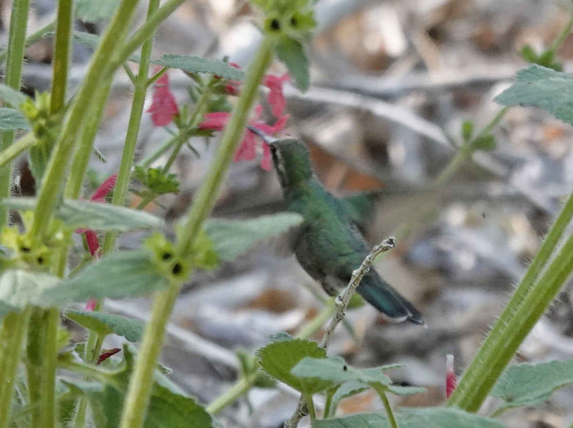 Broad-billed Hummingbird - Cathy Beck