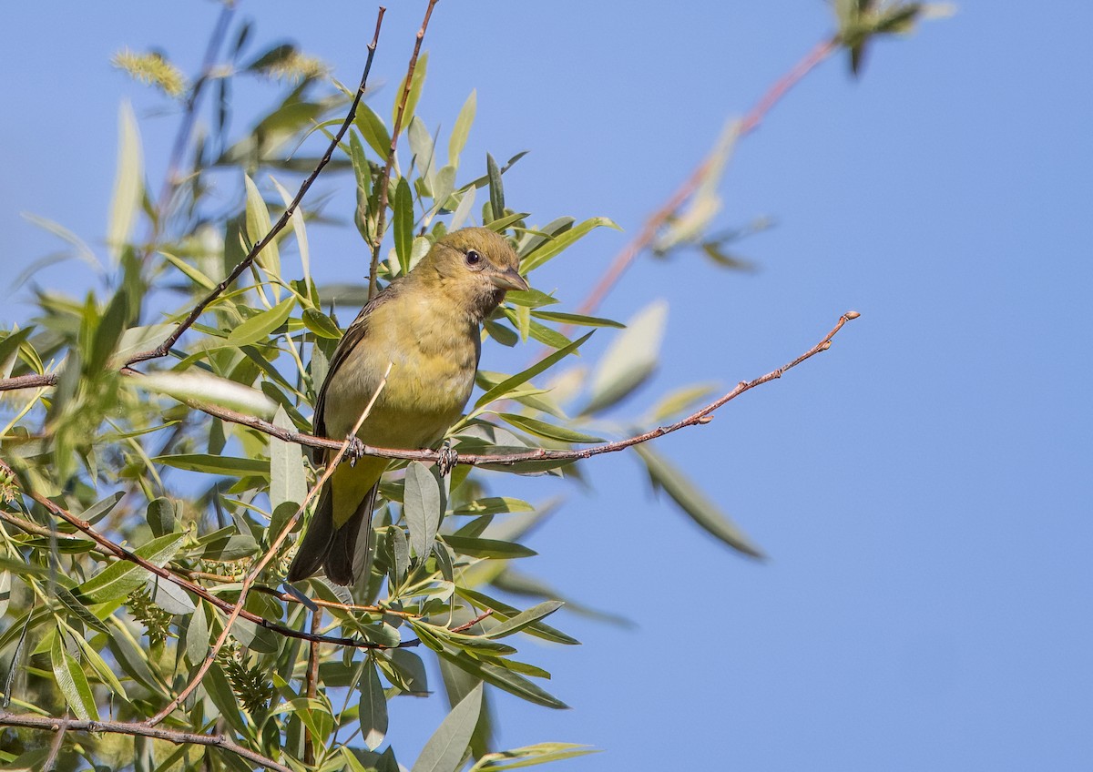Western Tanager - ML618003605