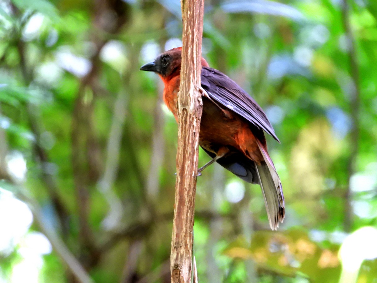 Red-throated Ant-Tanager - ML618003611