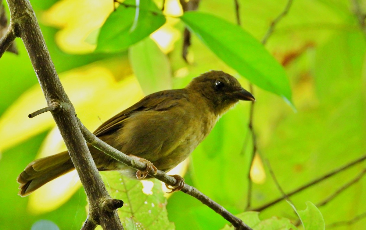 Red-throated Ant-Tanager - ML618003614