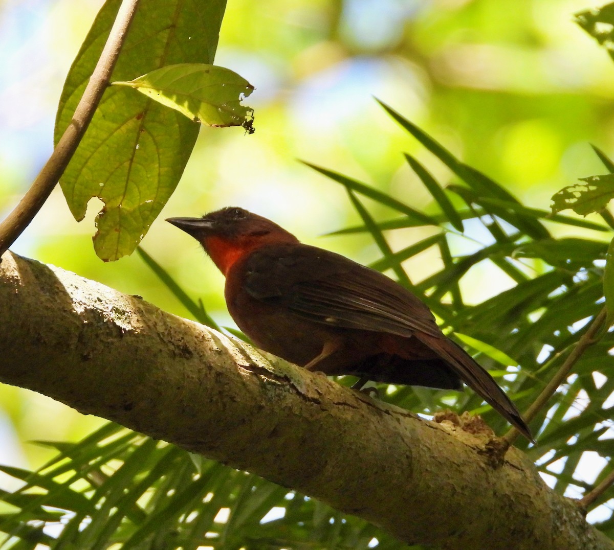 Red-throated Ant-Tanager - Manuel Pérez R.