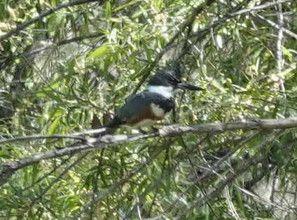 Belted Kingfisher - ML618003633