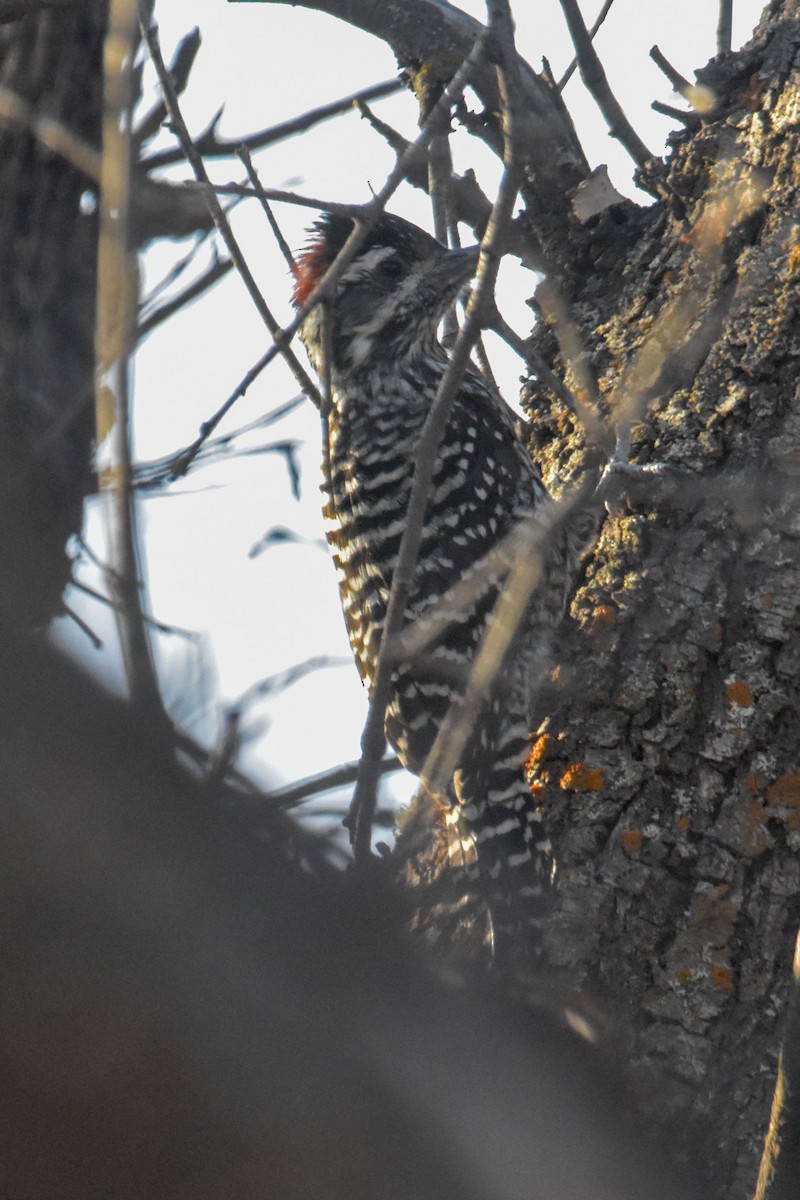 Striped Woodpecker - ML618003640