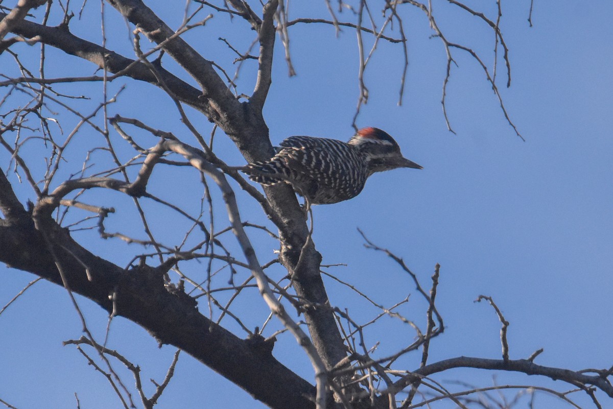 Striped Woodpecker - ML618003641
