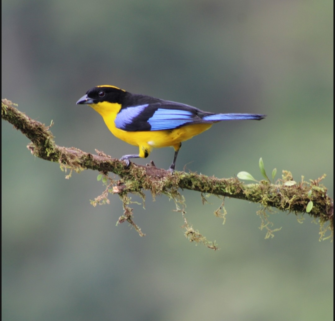 Blue-winged Mountain Tanager - ML618003646