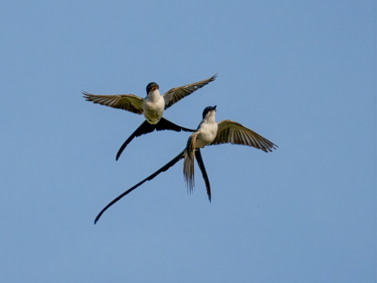 Fork-tailed Flycatcher - Cin-Ty Lee