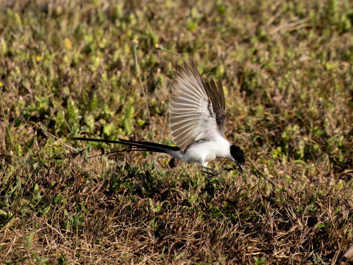 Fork-tailed Flycatcher - Cin-Ty Lee