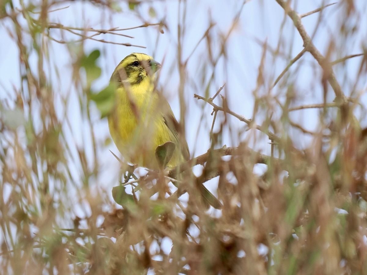 Yellow Canary - Gabriel Willow