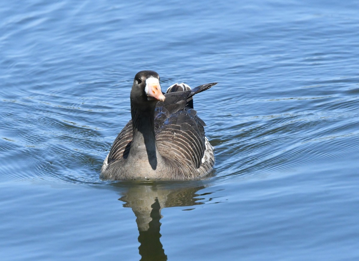Greater White-fronted Goose - ML618003706