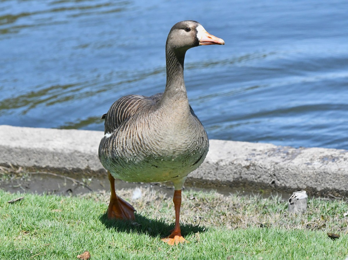 Greater White-fronted Goose - ML618003712