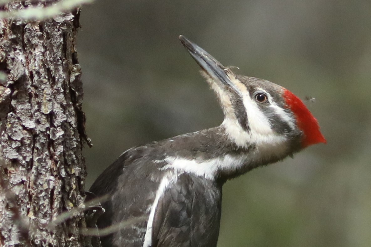 Pileated Woodpecker - Irene Crosland