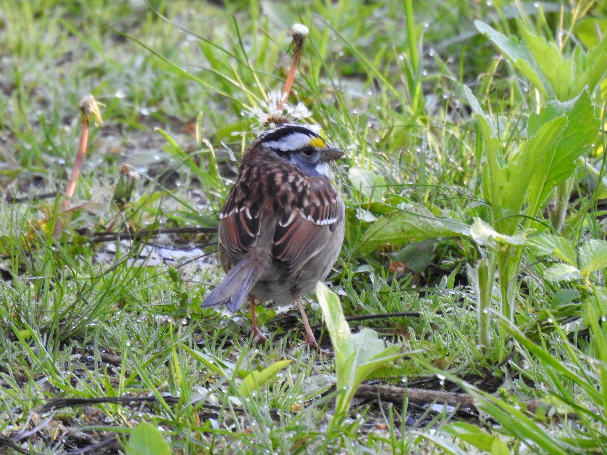 White-throated Sparrow - ML618003741