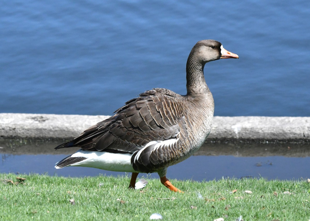 Greater White-fronted Goose - ML618003742