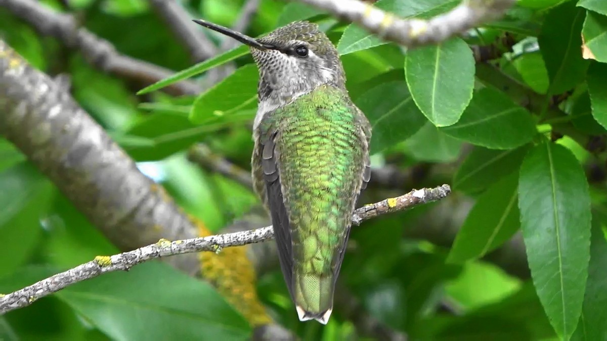 Anna's Hummingbird - Bruce Schine