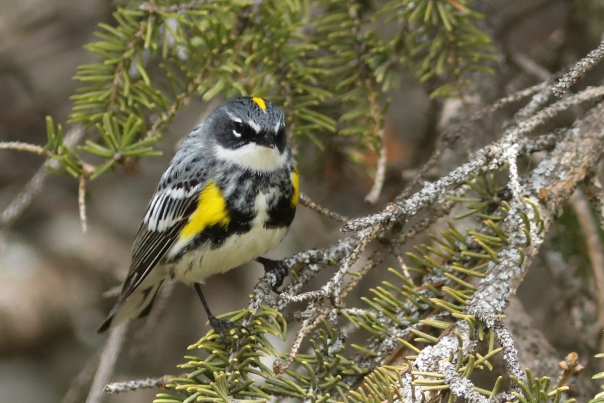 Yellow-rumped Warbler (Myrtle) - Irene Crosland