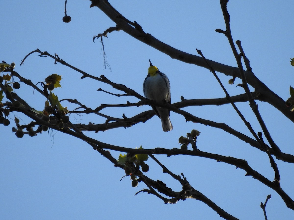 Yellow-throated Warbler - Sean Mueseler