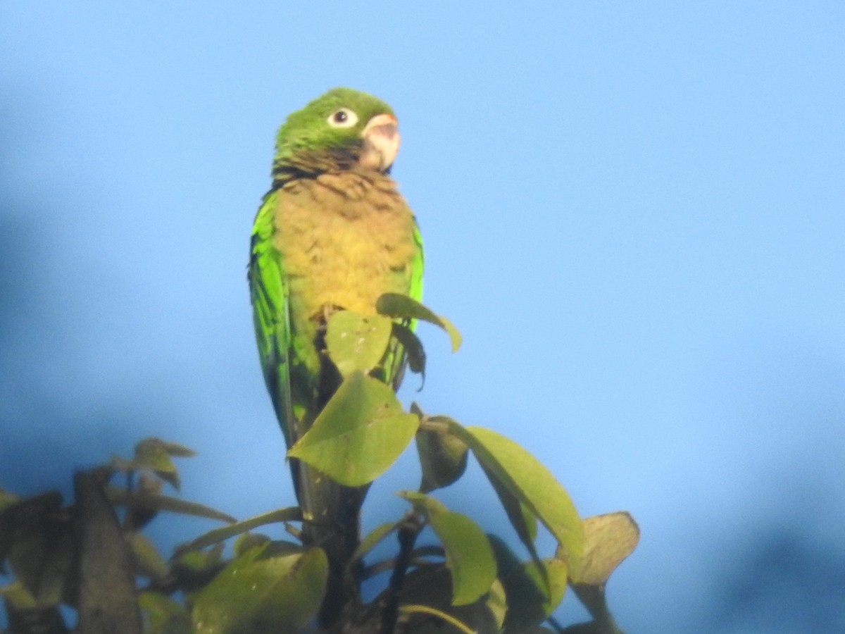 Olive-throated Parakeet - C Z