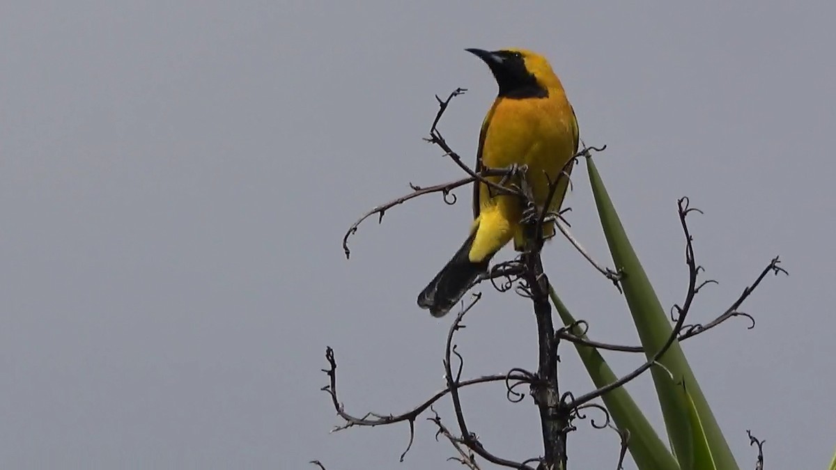 Hooded Oriole - Bruce Schine