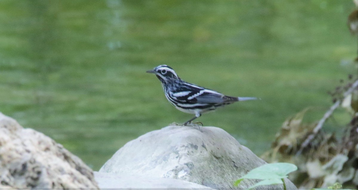 Black-and-white Warbler - ML618003844