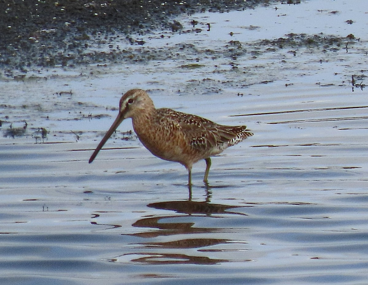 Long-billed Dowitcher - ML618003858